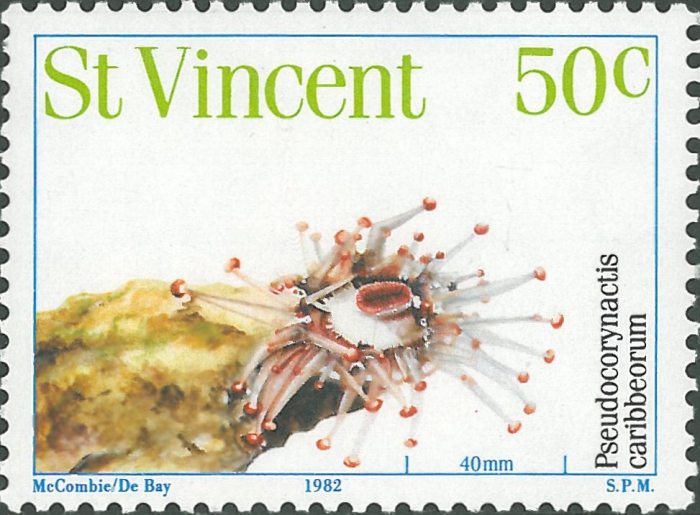 Pseudocorynactis caribbeorum