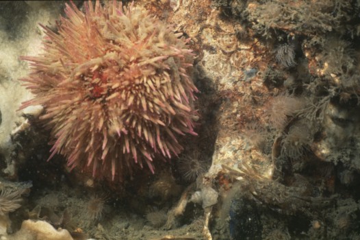Picture of Psammechinus miliaris (Gmelin, 1778)