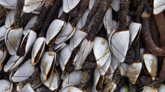 Eendenmossels bij Ster der Zee Eendenmossels bij Ster der Zee