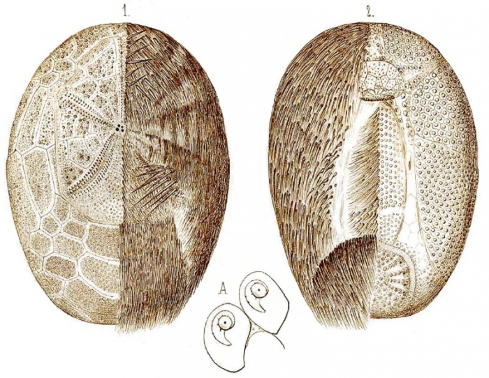 Rhabdobrissus costae (Gasco, 1876) Rhabdobrissus costae (Gasco, 1876)
