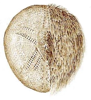 Echinocardium flavescens Echinocardium flavescens