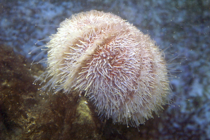 Echinus esculentus Echinus esculentus
