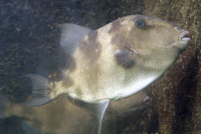 Balistes carolinensis Balistes carolinensis
