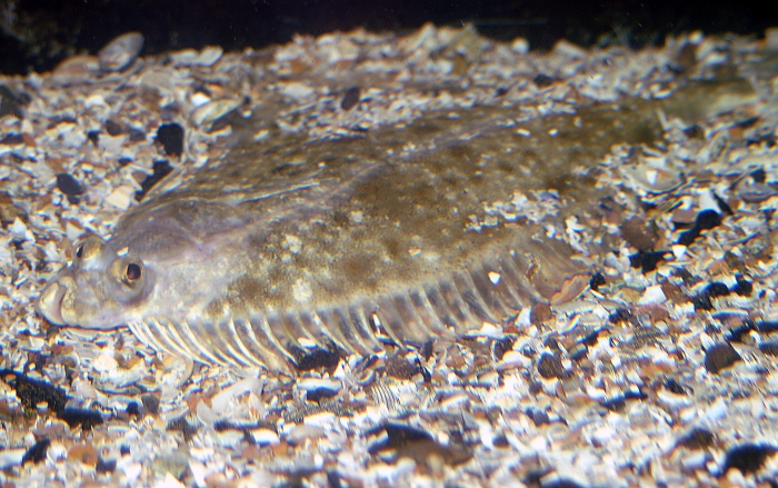 Platichthys flesus Platichthys flesus