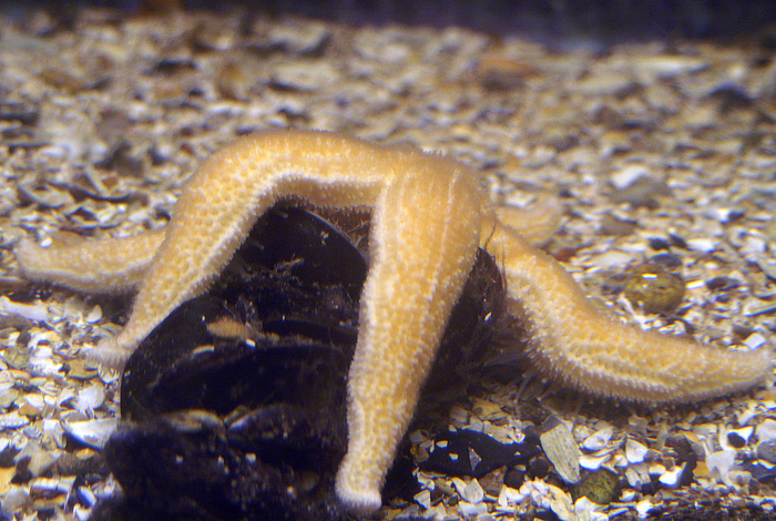Asterias rubens Asterias rubens