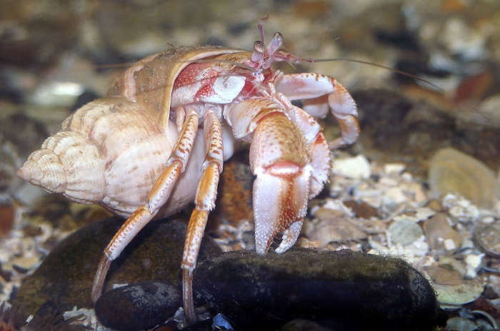 Pagurus bernhardus Pagurus bernhardus
