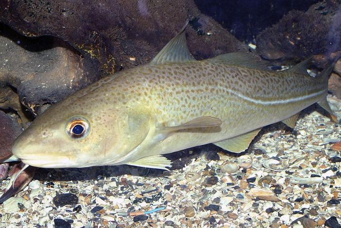 Gadus morhua Gadus morhua
