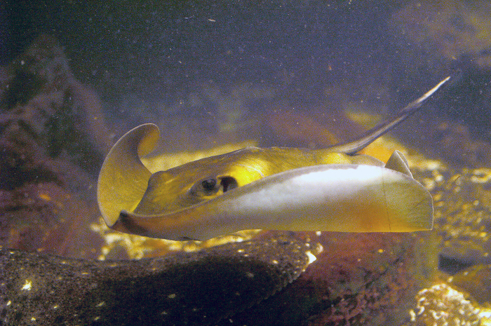 Dasyatis pastinaca Dasyatis pastinaca