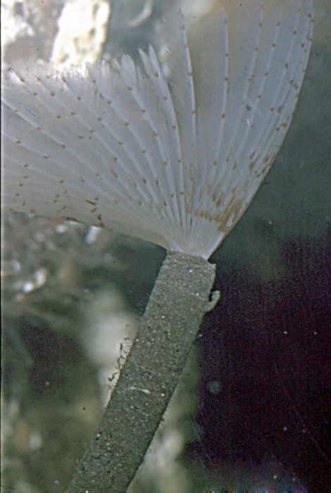 Sabella pavonina