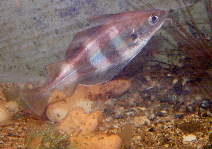 Trisopterus luscus Trisopterus luscus