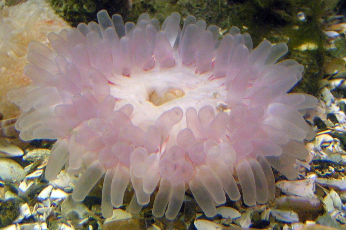 Urticina felina Urticina felina