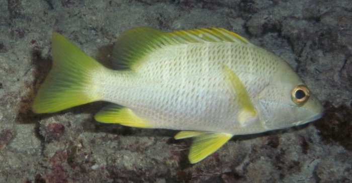 Lutjanus apodus