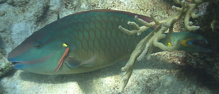 Sparisoma viride