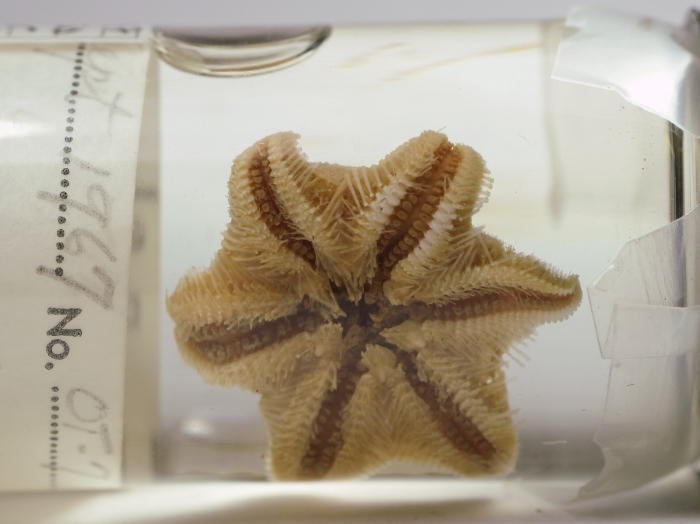 Pteraster obscurus - oral view Pteraster obscurus - oral view