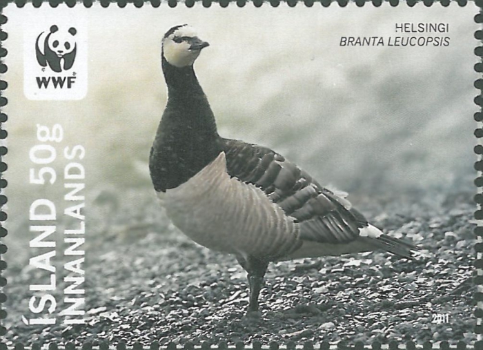 Branta leucopsis