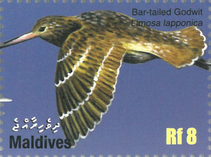 Limosa lapponica