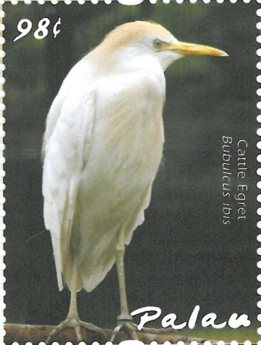 Bubulcus ibis