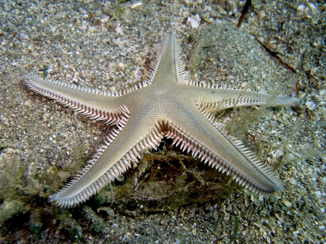 Astropecten platyacanthus Astropecten platyacanthus