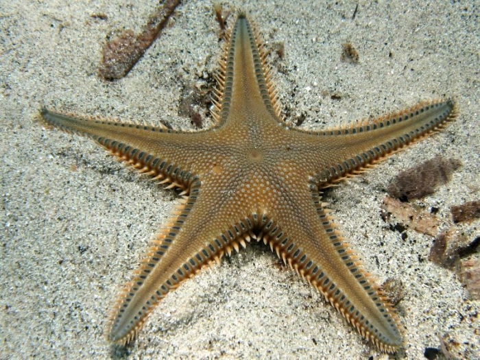 Astropecten platyacanthus Astropecten platyacanthus
