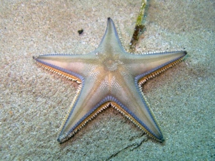 Astropecten jonstoni