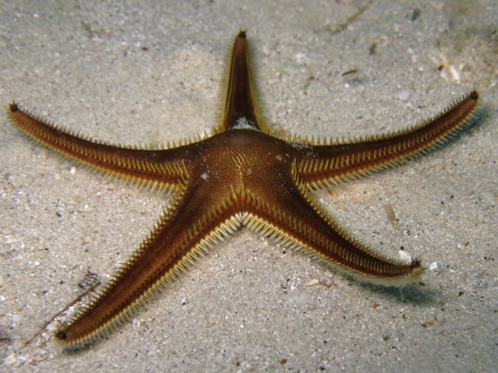 Astropecten bispinosus Astropecten bispinosus