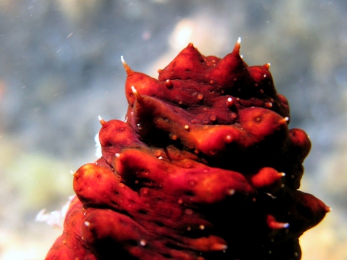 Holothuria poli Holothuria poli