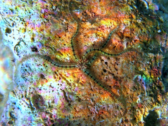Ophiotrix fragilis Ophiotrix fragilis