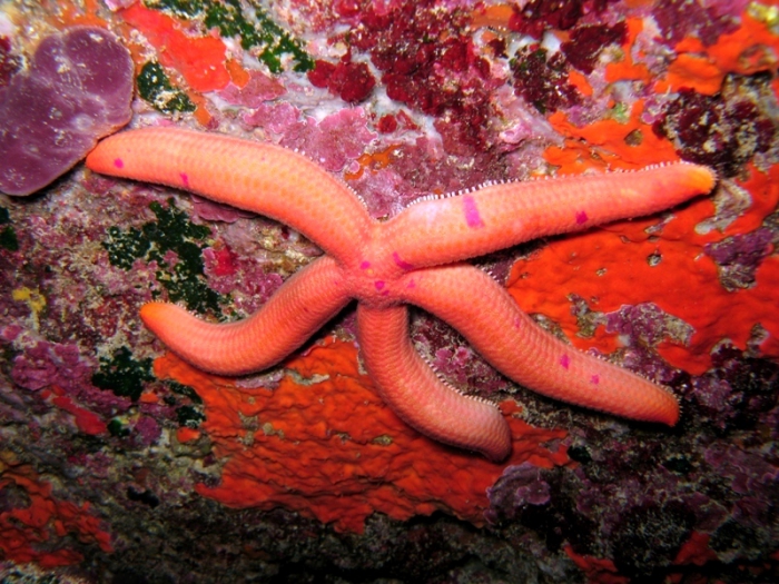Ophidiaster ophidianus Ophidiaster ophidianus