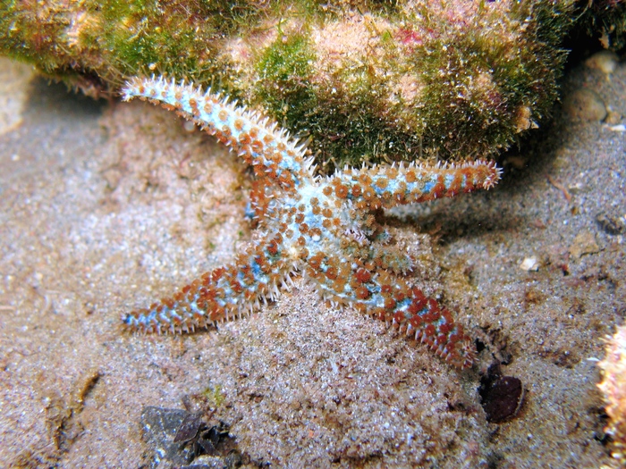 Coscinasterias tenuispina Coscinasterias tenuispina