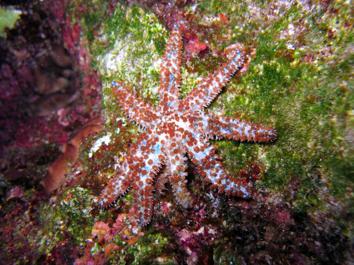 Coscinasterias tenuispina Coscinasterias tenuispina
