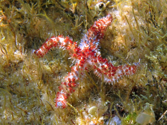 Coscinasterias tenuispina Coscinasterias tenuispina