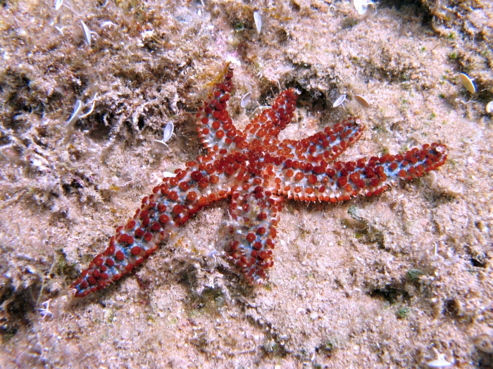 Coscinasterias tenuispina Coscinasterias tenuispina
