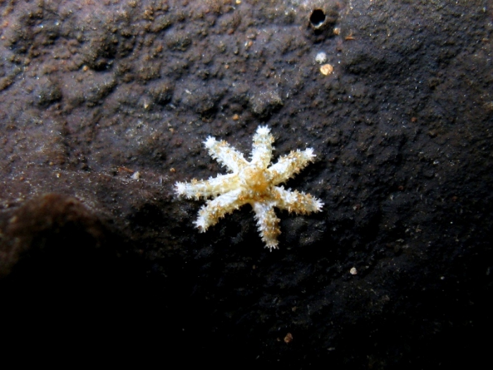 Coscinasterias tenuispina (juvenile) Coscinasterias tenuispina (juvenile)