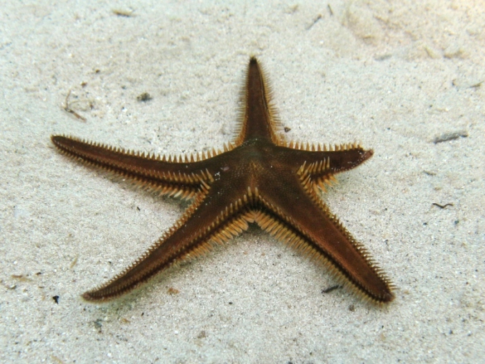 Astropecten bispinosus Astropecten bispinosus