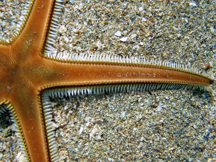 Astropecten bispinosus Astropecten bispinosus