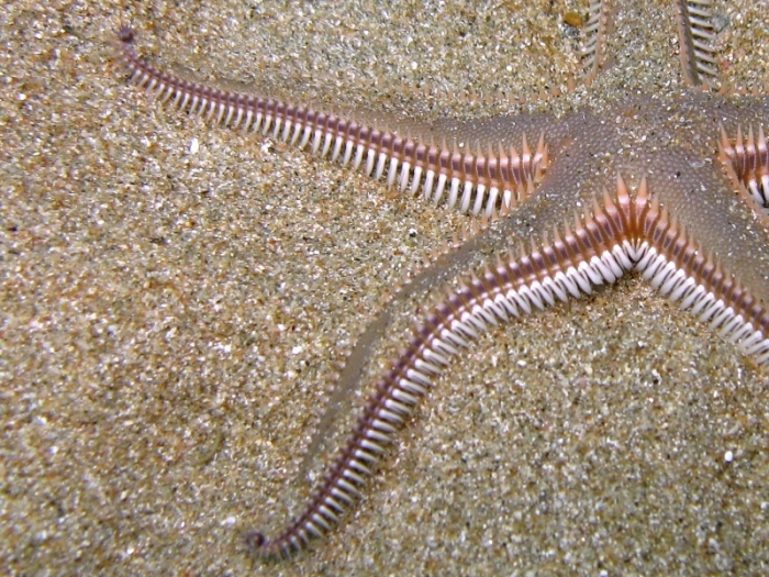 Astropecten bispinosus Astropecten bispinosus