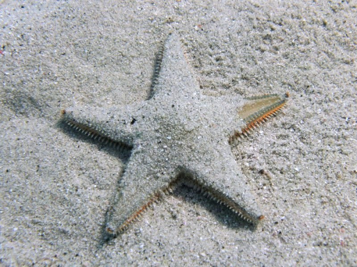 Astropecten jonstoni