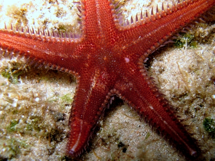 Astropecten spinulosus