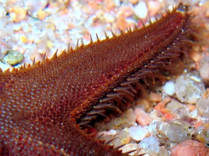 Astropecten spinulosus