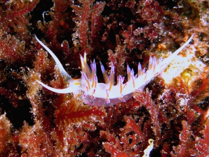 Cratena peregrina Cratena peregrina