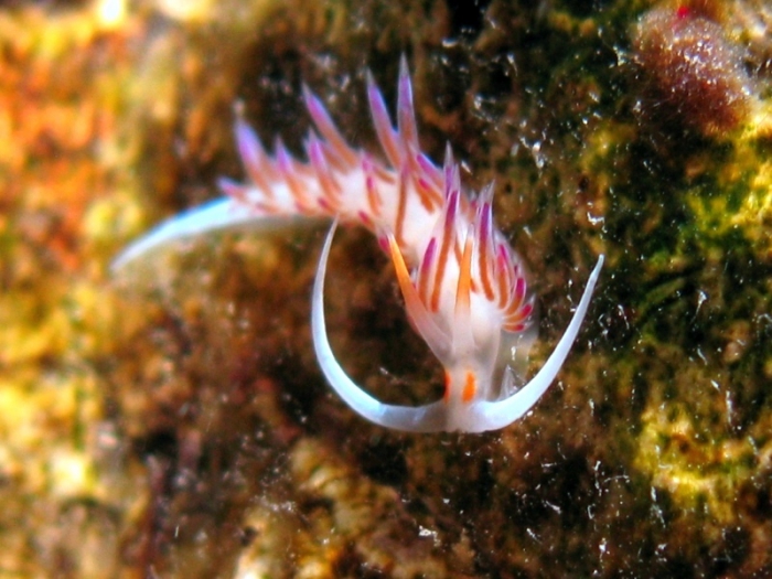 Cratena peregrina Cratena peregrina