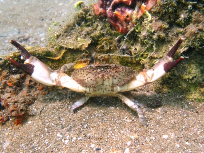 Eriphia verrucosa