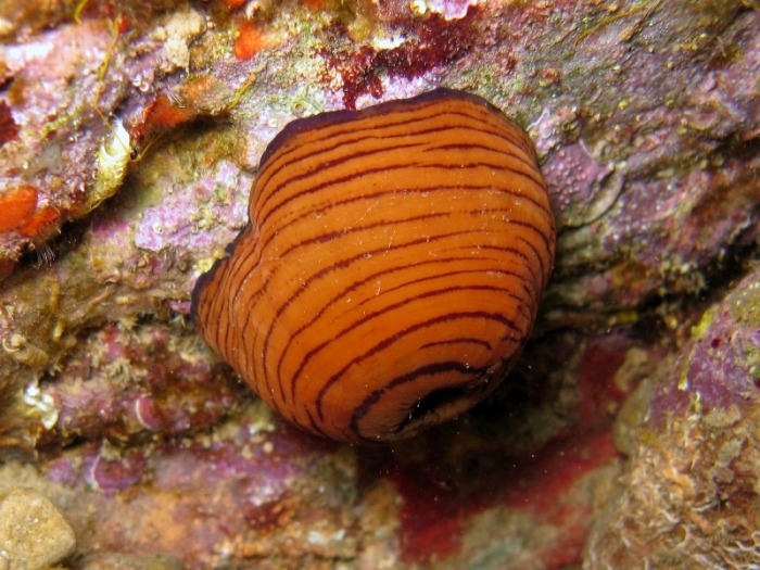 Actinia cari Actinia cari