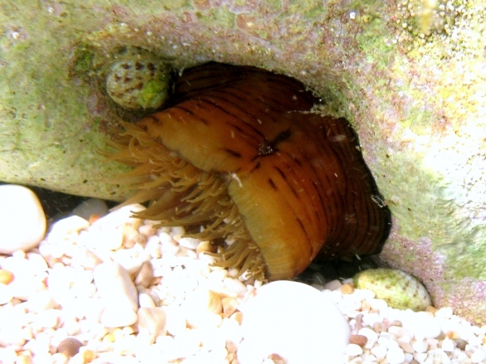 Actinia cari Actinia cari
