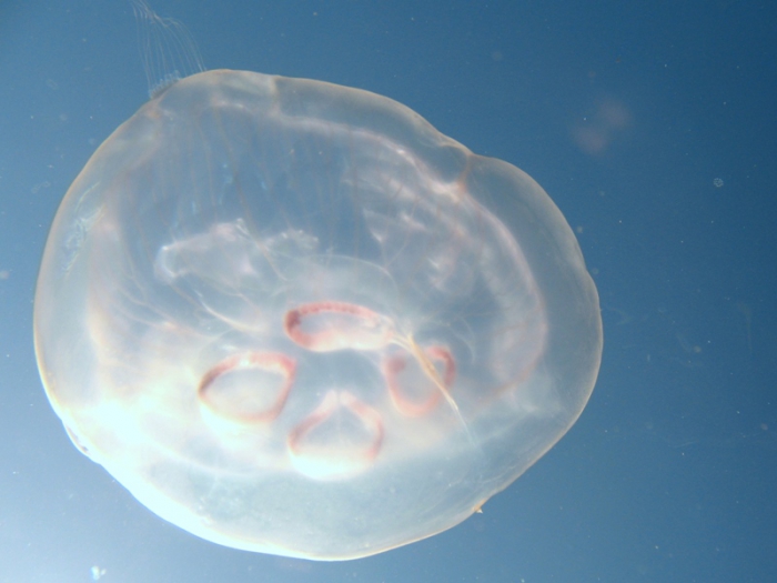 Aurelia aurita Aurelia aurita