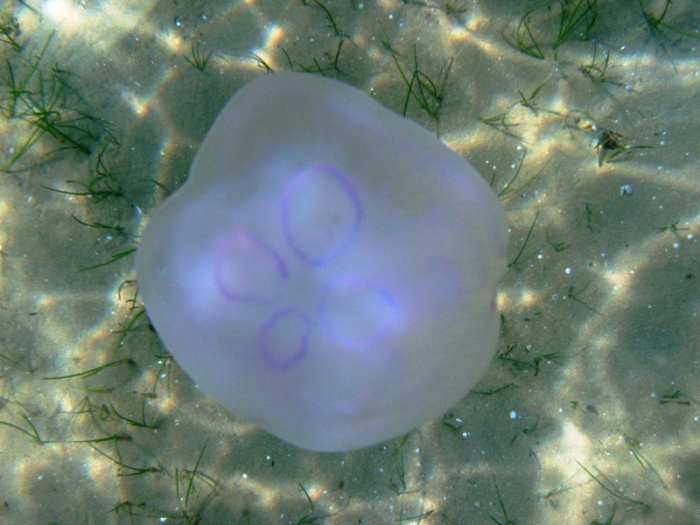 Aurelia aurita Aurelia aurita