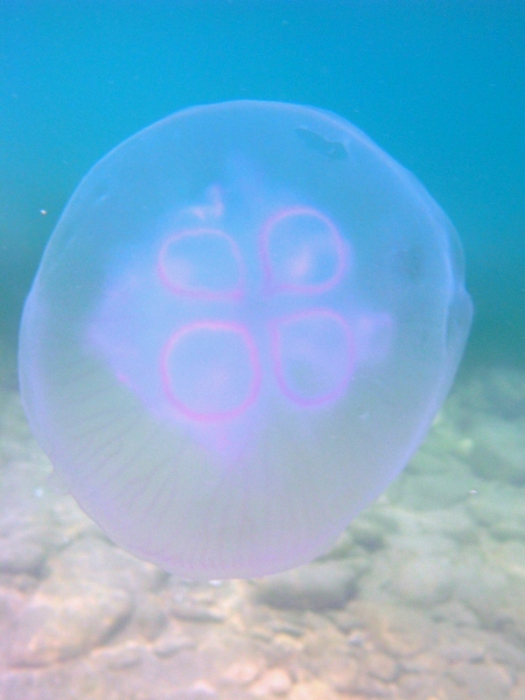 Aurelia aurita Aurelia aurita