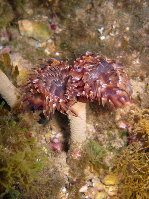 Bispira volutacornis Bispira volutacornis