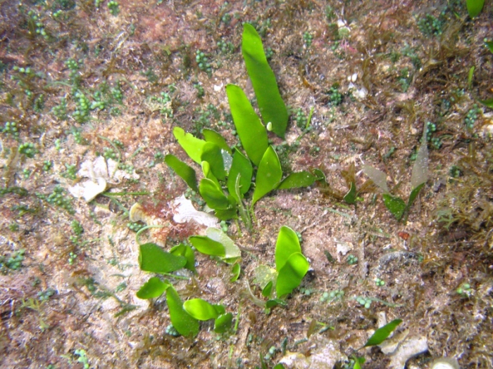 Caulerpa prolifera Caulerpa prolifera