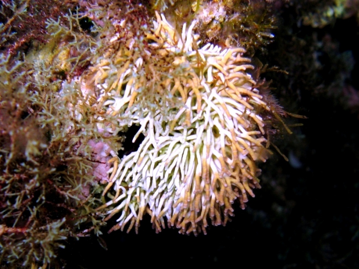 Titanoderma trochanter Titanoderma trochanter